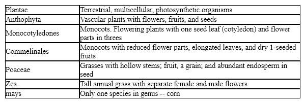 Table 23-1   Based on the accompanying table, one characteristic used at the class level of classification for corn is: A)  separate male and female flowers. B)  the presence of a single seed leaf. C)  flower parts in fours or fives. D)  flowering vascular plants. E)  tall annual grasses.