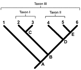 Figure 23-2   The organism labeled B in the accompanying figure is a common ancestor to: A)  organism 2 only. B)  organism 3 only. C)  organism 5 only. D)  organism 6 only. E)  organisms 2, 3, 5 and 6.