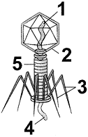 Figure 24-1d   Which structure of the virus in the accompanying figure is the capsid? A)  1 B)  2 C)  3 D)  4 E)  5