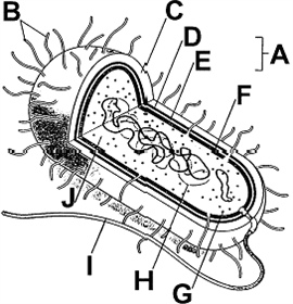 Figure 25-1   What is the function of the structure labeled as B in the accompanying figure? A)  To provide locomotion B)  To prevent phagocytosis C)  To carry genetic information D)  To transmit DNA between bacteria E)  To adhere to surfaces or other bacteria