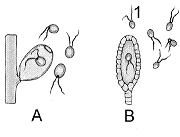 Figure 27-1   What is the structure labeled as 1 in the accompanying figure? A)  heterospore B)  homospore C)  embryo D)  gamete E)  zygote