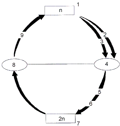 Figure 27-2   Refer to the accompanying figure. At what point of this life cycle does fertilization occur? A)  1 B)  4 C)  6 D)  7 E)  8