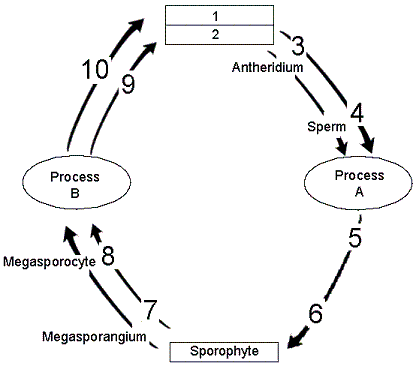 Figure 27-3   The structure in the accompanying figure labeled as 4 is: A)  haploid. B)  diploid. C)  a zygote. D)  polyploid. E)  produced by meiosis.