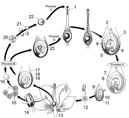 Figure 28-2   What is the structure in the accompanying figure labeled as 8? A)  seed B)  zygote C)  endospore D)  pollen grain E)  microsporocytes