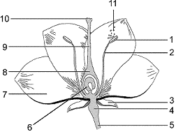 Figure 28-1   Which label designates a female reproductive structure in the accompanying figure? A)  1 B)  2 C)  5 D)  7 E)  8