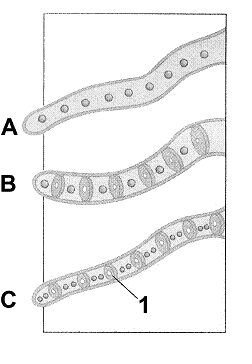 Figure 29-1   Refer to the accompanying figure. The structure labeled as 1 is a: A)  spore B)  hypha C)  conidium D)  basidium E)  perforated septum