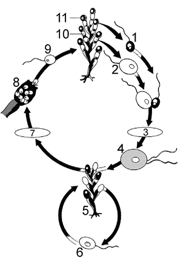Figure 29-2   What is the process occurring at point 3 in the accompanying figure? A)  asexual reproduction B)  zygote germination C)  fertilization D)  meiosis E)  mitosis