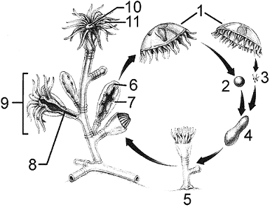 Figure 31-1   Refer to the accompanying figure. What is the structure labeled as 9? A)  medusa B)  planula C)  miracidium D)  feeding polyp E)  polyp colony