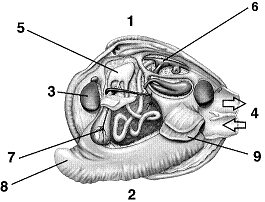 Figure 31-5   Refer to the accompanying figure. What is the function of the structure labeled as 8? A)  digestion B)  respiration C)  circulation D)  movement E)  reproduction