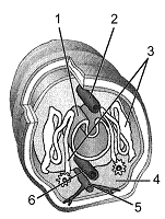 Figure 31-6   Refer to the accompanying figure. Which label denotes the nerve cord? A)  1 B)  2 C)  3 D)  5 E)  6