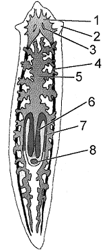 Figure 31-2   Refer to the accompanying figure. What label designates the auricles on this organism? A)  1 B)  2 C)  3 D)  4 E)  5