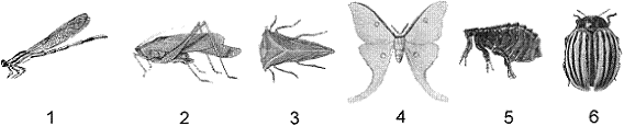 Figure 31-7   Which insect in the accompanying figure represents a group that parasitizes plants? A)  1 B)  2 C)  3 D)  4 E)  5
