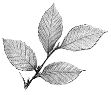 Figure 34-1   The type of leaf arrangement in the accompanying figure is characteristic of: A)  ashes. B)  maples. C)  catalpas. D)  beeches. E)  buckeyes.