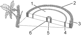 Figure 35-1   In the accompanying figure, the structure labeled as 3 is: A)  the secondary xylem. B)  formed by the division of the vascular cambium. C)  found adjacent to the pith. D)  usually referred to as wood. E)  the cork cambium.