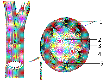 Figure 35-2   In the accompanying figure, the structure responsible for photosynthesis, storage, and support is labeled as: A)  1 B)  2 C)  3 D)  4 E)  5