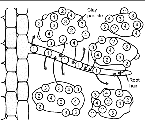 Figure 36-2   Refer to the accompanying figure. Absorption of positively charged mineral ions by the root is facilitated by the movement of: A)  clay particles into the root hair. B)  water into the root hair. C)  protons into the root hair. D)  protons out of the root hair. E)  Mg<sup>+</sup> out of the root hair.