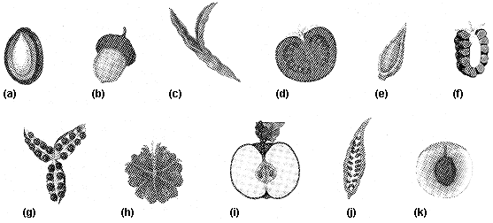 Figure 37-4   Refer to the accompanying figure. Which of the fruits listed would be classified as an accessory fruit? A)  a B)  b C)  e D)  i E)  k