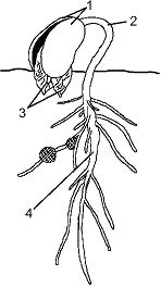Figure 37-5   In the accompanying figure, the structure labeled as 2: A)  responds to a lack of light. B)  protects the stem tip as it moves through the soil. C)  is the first structure to emerge from the seed during germination. D)  is called the coleoptile. E)  surrounds and protects the young shoot.