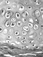 Figure 39-2   One function of the type of tissue represented in the accompanying figure is: A)  insulation. B)  flexible support. C)  calcium reservoir. D)  oxygen transport. E)  secretion and absorption.