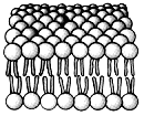 What group of molecules is represented in this structure?   A)  structural proteins B)  polysaccharides C)  triacylglycerols D)  phospholipids E)  polypeptides