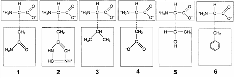 Figure 3-2   In the accompanying figure, hydrophobic interactions would occur between the R groups of which two amino acids? A)  1 and 4 B)  2 and 5 C)  3 and 6 D)  2 and 4 E)  3 and 5