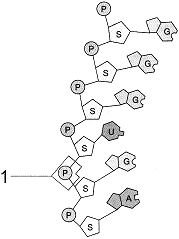 Figure 3-3   What type of connection exists between the atoms at the point labeled 1 in the accompanying figure? A)  peptide bond B)  disulfide bond C)  hydrogen bond D)  glycoside linkage E)  phosphodiester linkage