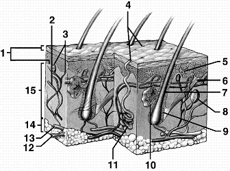 Figure 40-1   Refer to the accompanying figure. Which structure is the source of sebum, a substance that inhibits bacterial growth on the surface of the skin? A)  5 B)  7 C)  10 D)  11 E)  12.