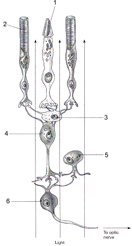 Figure 43-4   Refer to the accompanying figure. Which label designates a bipolar cell? A)  2 B)  3 C)  4 D)  5 E)  6