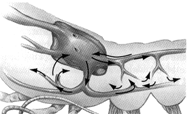 Figure 44-1   Consider the fluid transported by the system depicted in the accompanying figure. Which statement is FALSE with regard to this system? A)  It accumulates in a blood cavity called a hemocoel. B)  It is also called hemolymph. C)  It can be found in grasshoppers. D)  It has hemoglobin as the oxygen transporting pigment. E)  It fills spaces called sinuses.