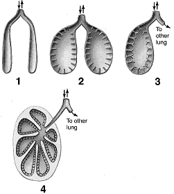 Figure 46-2   Refer to the accompanying figure. Which of these lungs would be best for an animal that is fairly active? A)  1 B)  2 C)  3 D)  4 E)  Any of these.