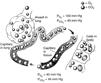 Figure 46-3   Refer to the accompanying figure. Which statement is accurate? A)  CO<sub>2</sub> will diffuse from the alveoli into the capillaries. B)  CO<sub>2</sub> will diffuse from the capillaries into the tissues. C)  O<sub>2</sub> will diffuse from the capillaries in the tissues to the capillaries in the lung. D)  O<sub>2</sub> will diffuse from the alveoli into the capillaries. E)  O<sub>2</sub> will diffuse from the tissues into the capillaries.
