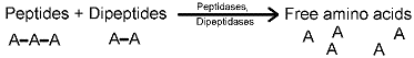 Which of the following statements accurately describes the following reaction?   A)  enzymatic digestion of carbohydrates in the mouth by enzymes secreted by the salivary glands B)  enzymatic digestion of proteins in the stomach by enzymes secreted by the pancreas C)  enzymatic digestion of lipids in the stomach by enzymes secreted by the liver D)  enzymatic digestion of proteins in the small intestine by enzymes secreted by the pancreas E)  enzymatic digestion of lipids in the small intestine by enzymes secreted by the pancreas