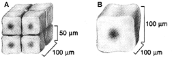 Figure 4-1   Which statement about the accompanying figures is true? A)  Figure B has a smaller volume than Figure A. B)  Figure B has a greater volume than Figure A. C)  Figure B has a greater surface area than Figure A. D)  Figure B has a greater surface area to volume ratio than Figure A. E)  Figure B has a smaller surface area to volume ratio than Figure A.