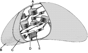Figure 4-4   In the accompanying figure, the formation of carbohydrates from carbon dioxide and water occurs in the portion of labeled: A)  A B)  B C)  C D)  D E)  E