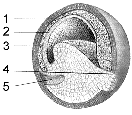 Figure 51-2 Use the figure to answer the corresponding question(s) .   The structure labeled as 3 in Figure 51-2 is the: A)  archenteron. B)  endoderm. C)  mesoderm. D)  blastocoel. E)  ectoderm..