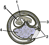 Figure 51-3   Refer to the accompanying figure. The allantois is identified by number: A)  1. B)  2. C)  3. D)  4. E)  5.