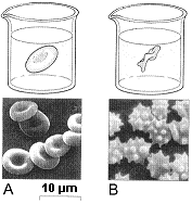 Figure 5-1   Refer to the accompanying figure. Which best describes the red blood cells in Figure B? A)  These red blood cells have been placed in an isotonic solution. B)  These red blood cells have swollen in response to a hypertonic external solution. C)  These red blood cells have swollen in response to a hypotonic external solution. D)  These red blood cells have shrunken in response to a hypertonic external solution. E)  These red blood cells have shrunken in response to a hypotonic external solution.