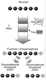 What is the chemical reaction illustrated in the figure? ​   ​ A)  fermentation B)  the first step in the citric acid cycle C)  the energy investing phase of glycolysis D)  part of the electron transport chain E)  the energy capture phase of glycolysis