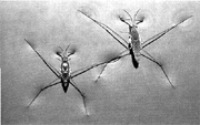 Consider the aquatic insects pictured in the accompanying figure. Which characteristic of water molecules directly contributes to their remarkable  water walking  success? ​   ​ A)  ionic bonds B)  capillary action C)  hydrogen bonds D)  adhesive forces E)  nonpolar covalent bonds