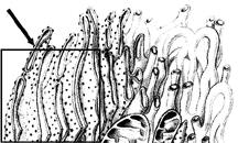 Figure 4-2 Use the figure to answer the corresponding question(s) .       The cellular structure indicated by the arrow in the accompanying figure is responsible for: A)  DNA replication B)  protein synthesis C)  cellular respiration D)  digestion of unused organelles E)  lipid and fatty acid metabolism