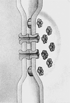 Figure 5-3 ​   In the accompanying figure, what is the role of the structures between the membranes? A)  They provide structure to plant cells. B)  They provide anchorage points between adjacent cells. C)  They allow passage of materials through intercellular spaces. D)  They prevent the passage of materials through intercellular spaces. E)  They allow the transport of small molecules and ions between adjacent cells.