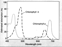 Figure 9-2 ​   ​ The graph in the accompanying figure represents the A)  electromagnetic spectrum. B)  action spectrum of photosynthesis. C)  process of cyclic electron transport. D)  process of noncyclic electron transport. E)  absorption spectra for chlorophylls a and b.