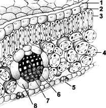 Figure 9-1 ​   ​ What is the primary function of the leaf structure labeled as 5 in the accompanying figure? A)  Food storage B)  Gas exchange C)  Photosynthesis D)  Nutrient absorption E)  Water transportation