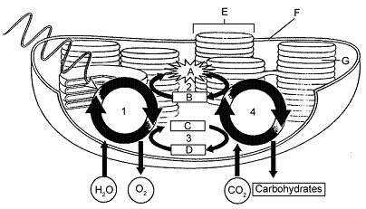Figure 9-3 ​   ​ Carbon is fixed in which part of the accompanying diagram? A)  A B)  G C)  4 D)  2 E)  1
