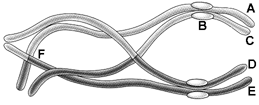 Figure 10-1 ​   ​ In the accompanying figure, which combination of letters accurately represents two homologous chromosomes? A)  A and B B)  A and C C)  A and D D)  B and F E)  D and E
