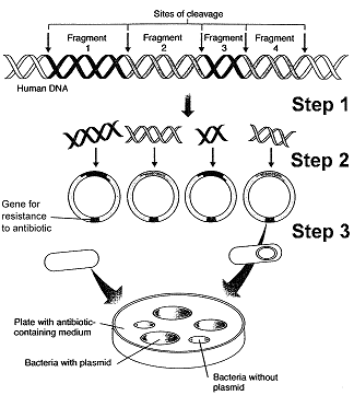 Figure 15-1   What process or enzyme was used for Step 1 in the accompanying figure? A)  PCR B)  a bacteriophage C)  a reverse transcriptase D)  a DNA ligase E)  a restriction enzyme