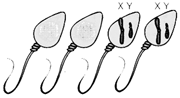 The sperm in the figure below were most likely produced by:   A)  nondisjunction B)  mutation C)  X-linkage D)  translocation E)  normal meiosis
