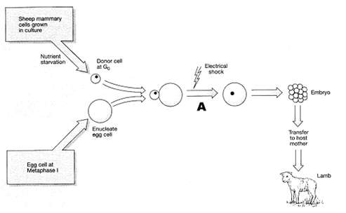 Figure 17-4   In the accompanying figure, the purpose of electrical shock at the stage of the process labeled as A is to: A)  kill the egg cell nucleus B)  initiate fusion of the two cells C)  stimulate cell division D)  induce mutations E)  initiate apoptosis