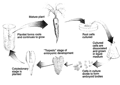 The results of the experiment outlined in the accompanying figure clearly demonstrate:   A)  gene amplification B)  founder cell development pattern C)  mosaic development D)  apoptosis E)  totipotency