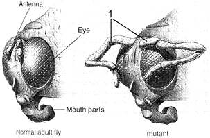 Figure 17-12   The mutation labeled as 1 to the far right in the accompanying figure represents: A)  legs developing where antenna should be B)  appendages of the eyes C)  enlarged antennae D)  newly formed structures to remove pollen or dust from the eyes E)  a revision of the fly body so that legs and antenna have switched places
